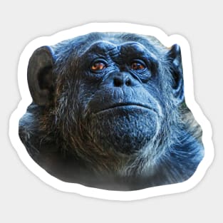 Chimp Eyes Sticker